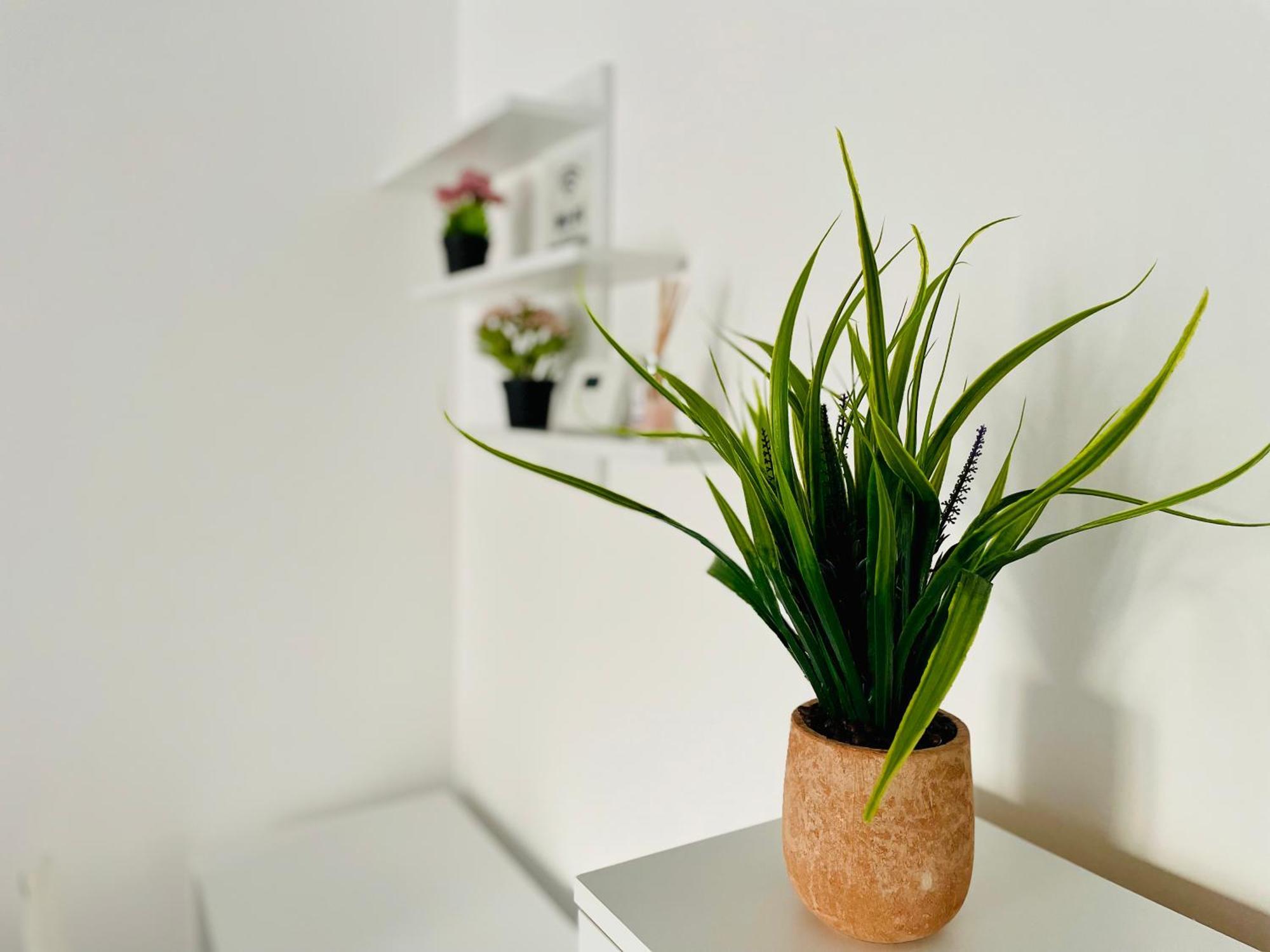Montsee Brasov Appartement Buitenkant foto